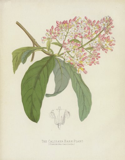 La Plante à Écorce de Calisaya, Cinchona Calisaya - English School